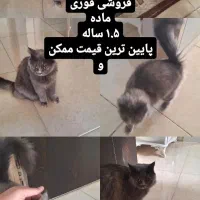 گربه میکس ماده مفت