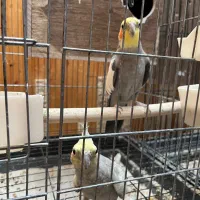 عروس|پرنده|زنجان, |دیوار