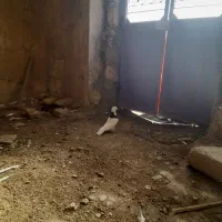 کبوتر طوقی|پرنده|ایلام, |دیوار