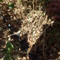 نهال پسته گلدانی|خدمات باغبانی و درختکاری|اردکان, |دیوار