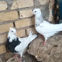 طوقی جوان|پرنده|کرخه, |دیوار