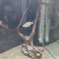 چوب آبنوس اصل