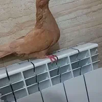 کلاغ زرد گلی
