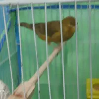 قناری|پرنده|پرند, فاز ۲|دیوار