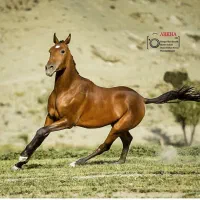 فروش اسب نژاد ترکمن باتمام وسایل زین .زین .وغیره