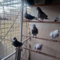 کبوتر|پرنده|تهران, شهرک رضویه|دیوار