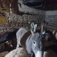 سگ خوب هم هست|حیوانات مزرعه|شیروان (خراسان), |دیوار