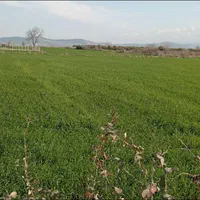 فروش یا معاوضه زمین سدن|فروش زمین و ملک کلنگی|گرگان, |دیوار