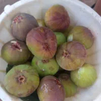 انجیرتازه انجیردرشت وشیرین