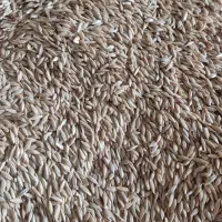 جودیم محلی تمیز وگندم دیم