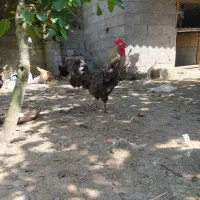 مرغ وخروسگ