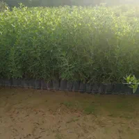 انواع نهال گرمسیری  مثمر و غیر مثمر|خدمات باغبانی و درختکاری|دزفول, |دیوار