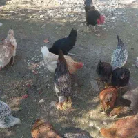 فروش مرغ وخروس محلی وخانگی
