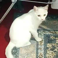گربه سفید آروم نر