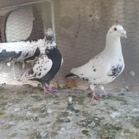 کبوتر|پرنده|فسا, |دیوار