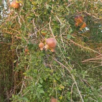 خانه باغ|فروش خانه و ویلا|اهرم, |دیوار