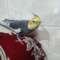 طوطی گمشده|پرنده|الوند, |دیوار