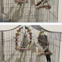 عروس هلندی نروماده