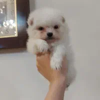 توله پامر از پدر مادر وارداتی|سگ|محمدشهر, محمدشهر|دیوار