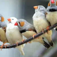 فنچ یا فنج زبرا و مرغ عشق|پرنده|عسلویه, |دیوار