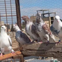 کفتر شهریار پرشی ب شرط