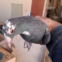 زرد پلنگ|پرنده|کرمان, |دیوار