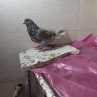 کبوتر نشون دار|پرنده|قم, پردیسان|دیوار