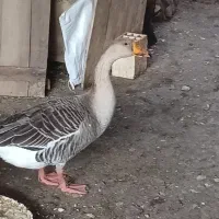 غاز ۱ و نیم ساله درشت