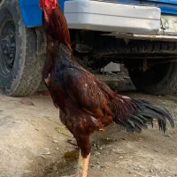 دو عدد خروس نسل