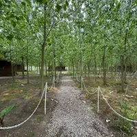 خرید یک قاب نقاشی زنده