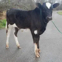 گوساله نر چالوسی ورزا گاو