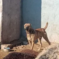 سگ افغان گله