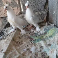 کبوتر گره ودرجاوجوجه گره|پرنده|بندرعباس, |دیوار