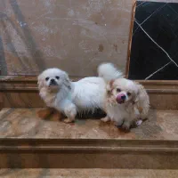 سگ پاکوتاه پیکینز