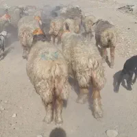 میش بختیاری|حیوانات مزرعه|ایذه, |دیوار