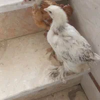 جوجه مرغ برهما