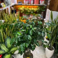 گل بنجامین.گلهای آپارتمانی.درختچه.گل طبیعی|گل و گیاه طبیعی|کرج, گلشهر|دیوار