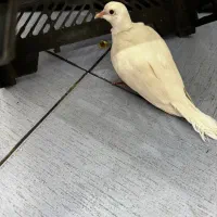 کبوتر زینتی