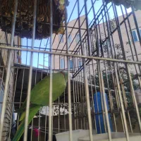 طولی ملنگوی نر|پرنده|خلخال, |دیوار