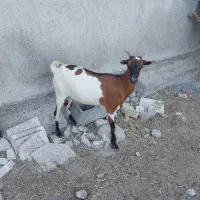 بزفروشی|حیوانات مزرعه|میناب, |دیوار