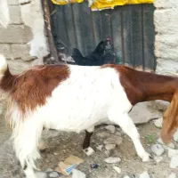 بز وکهره|حیوانات مزرعه|آبپخش, |دیوار