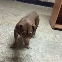 واگذاری سگ نژادمیکس بیت بول پسر|سگ|مشهد, شهید مطهری|دیوار