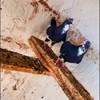 دو عدد ماده پلنگ جوان