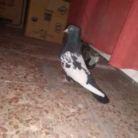 یه جفت سرته سالم