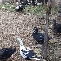 اردک اسرائیلی نر و ماده|حیوانات مزرعه|آستانه اشرفیه, |دیوار