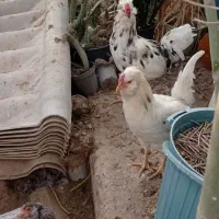 خروس گلین|حیوانات مزرعه|خورموج, |دیوار