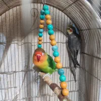 عروس هلندی طوطی کتوله|پرنده|زرند, |دیوار