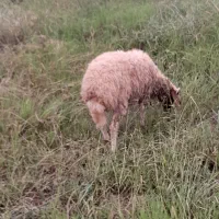 گوسفند‌بره‌‌‌بزرگ