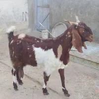 بز بزرگ