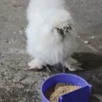 اوردک
